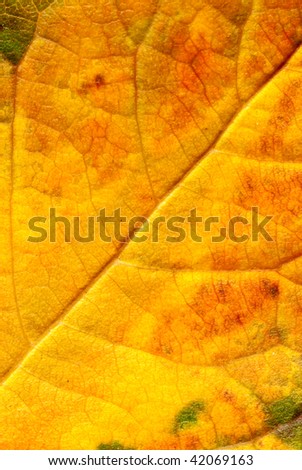 macro to the veins of a leaf