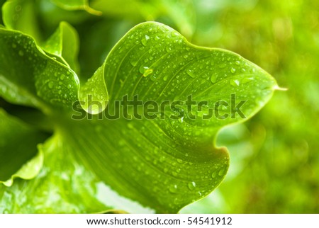 Naturaleza stock options