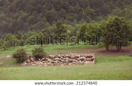 Landscape with shepherd dogs and sheeps
