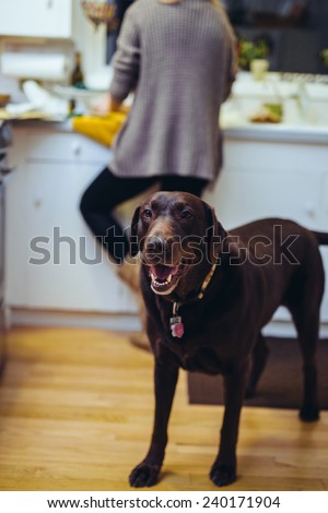 Cute Chocolate Lab in Kitchen Smiling at camera with woman behind baking
