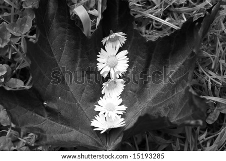 Flowers in a leave