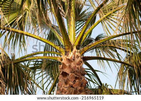 Palm tree in Crete, Greece