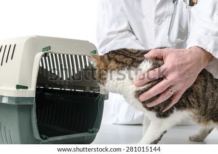 Veterinarian holding cat in front of cat transport box