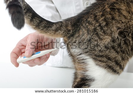 Veterinarian taking temperature of cat, closeup