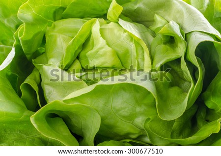 Fresh heart of lettuce, closeup