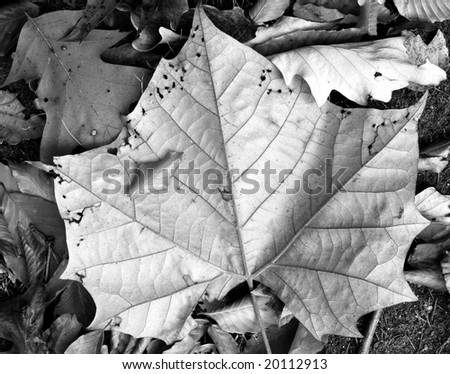 Black and White of a leaf on the ground