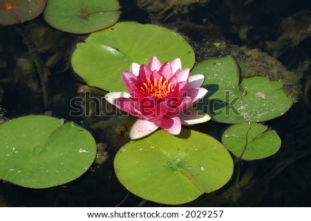 floating flower
