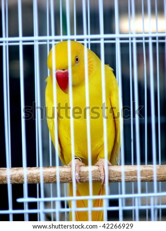 Awaiting Freedom - A Caged Yellow Beautiful Australian Parrot.