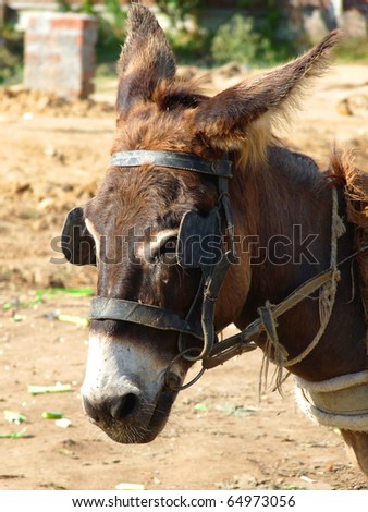 Domestic Donkey Head Closeup
