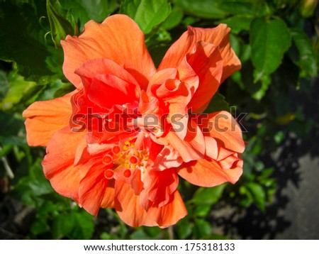 chinese rose or chinese hibiscus or hibiscus rosa sinensis l. or malvaceae