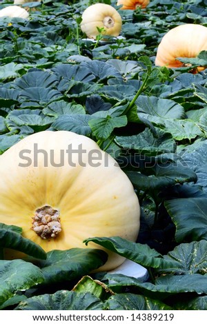 Pumpkin field with big pumpkins