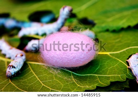Silkworm and cocoon on mulberry leaves.Gene breeding made silkworm produce colorful silk.