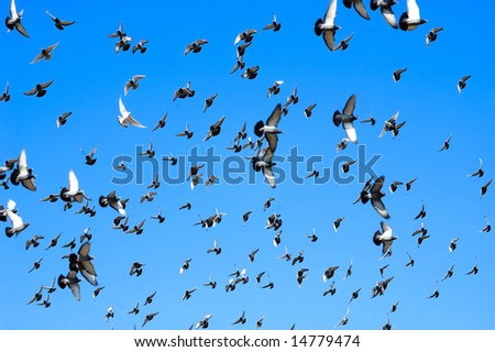 A flock of doves flying in blue sky