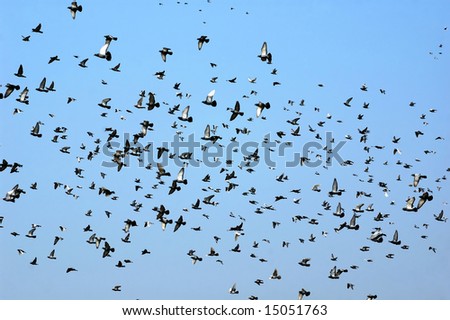 A flock of doves flying in blue sky