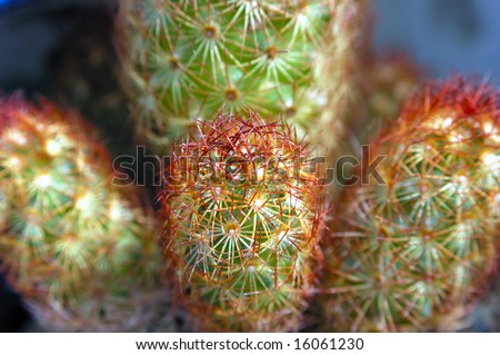 Little cactus looks like finger