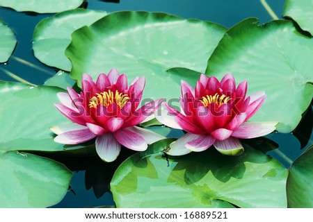 Twins water lily flowers