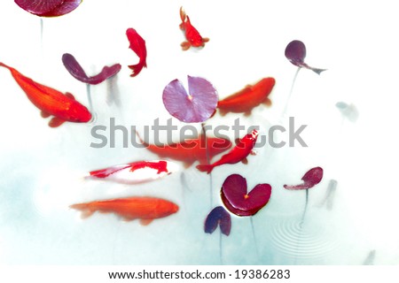 Goldfish playing in lotus pond