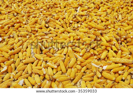 Plenty of maize cobs