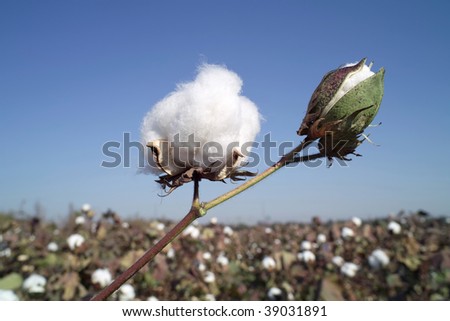Cotton boll on  cotton branch
