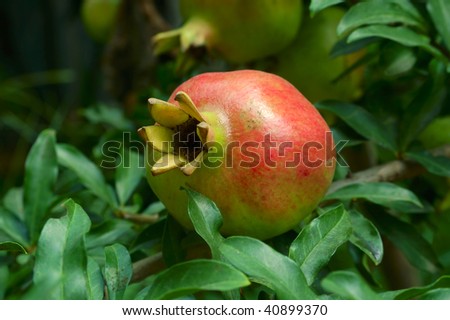 Pomegranate fruit on the tree