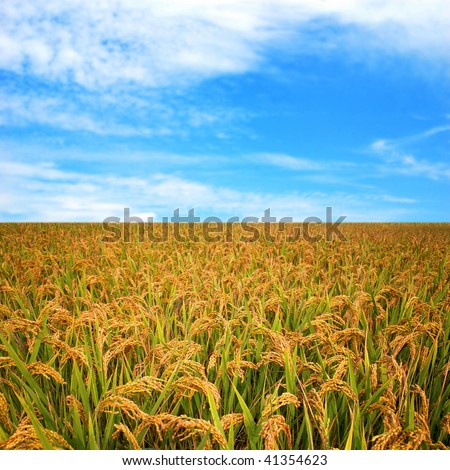 Autumn rice field
