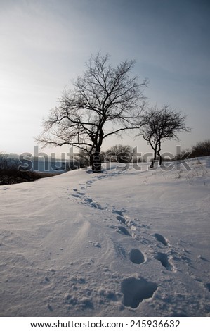 marks of person walking on snow field with tree as background winter