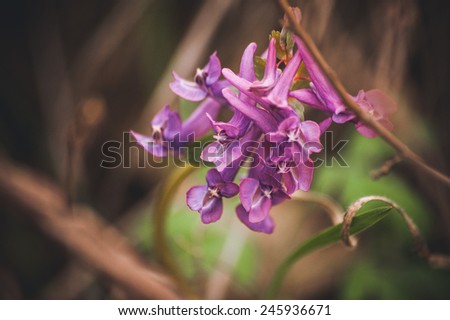 marco photo purple spring flowers hare bell