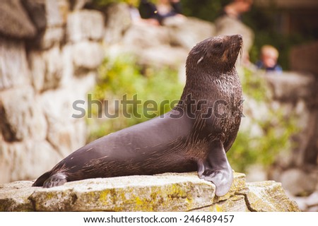 young sea lion seal posing on rock