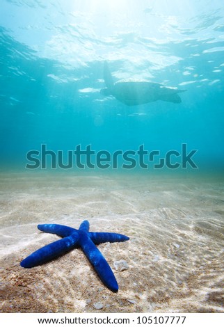 starfish  and turtle underwater on the sand with sunlight