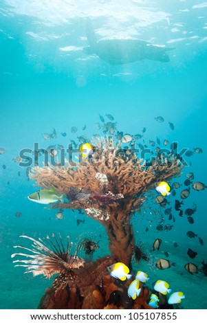 Beautiful standalone coral with many fishes including lion fish and turtle on the background.