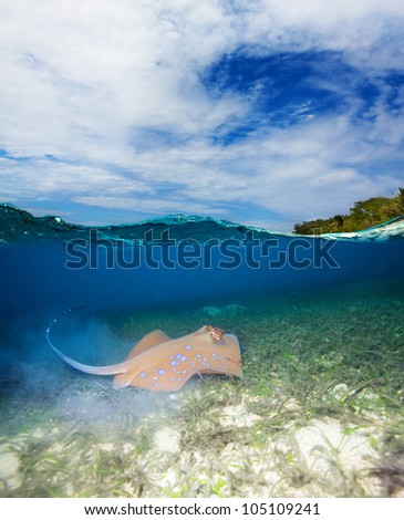 Blue spotted stingray - half underwater shoot