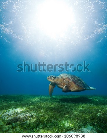 Huge turtle swimming underwater above seaweed bottom