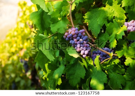 Dark juicy grape growing on sunny midday