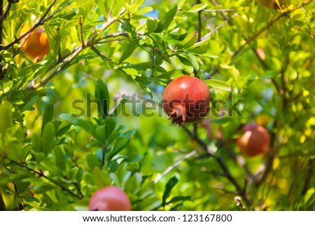 Ripe grenade fruit on the tree lit with warm morning light