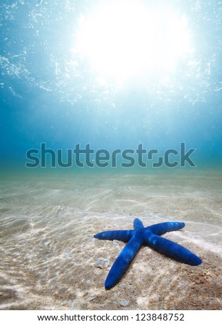 starfish underwater on the sand with sunlight