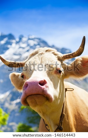 Closeup of beautiful brown cow\'s snout with horns on the field looking at camera