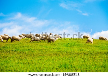 Many sheep in the field grazing with clean blue sky on background