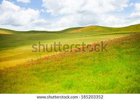 Fields in spring Italy