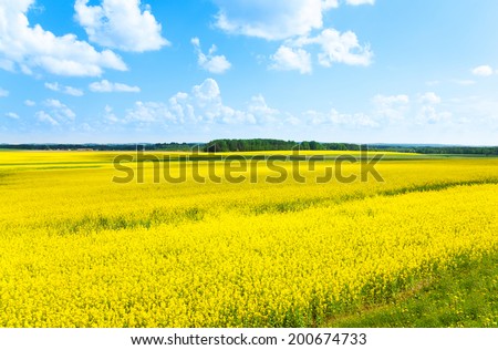 Yellow color flowers fields growing in Eastern Europe on spring sunny day with few clouds