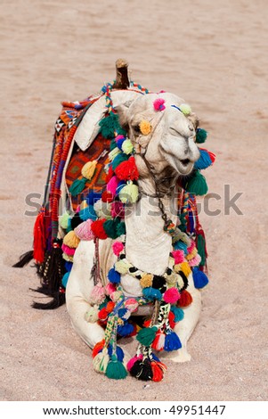 Camel in color decorations rest in sand