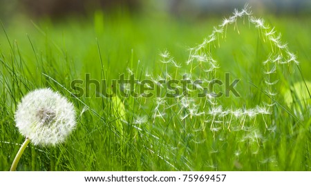 Flying dandelions seed form house pattern represent real estate dreams