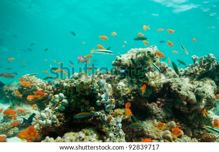 Lagoon with swimming fishes and corals