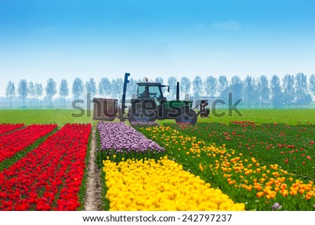 Colorful tulip fields with tractor on background