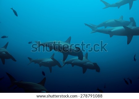 Large school of hammerhead sharks swimming in the deep blue waters of the ocean