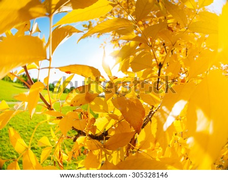Yellow autumn as tree leaves over bright sun