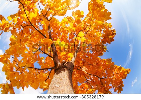 Beautiful autumn crown of maple tree