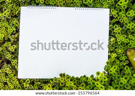 fresh nettle (coleus) grass on white isolated background with copy space.\
fresh nettle (coleus) grass isolated.