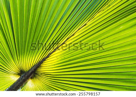Green palm leave pattern.