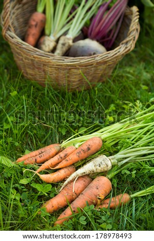 Root vegetables on a grass