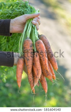 Hands holding a bunch of carrots straight from the garden patch